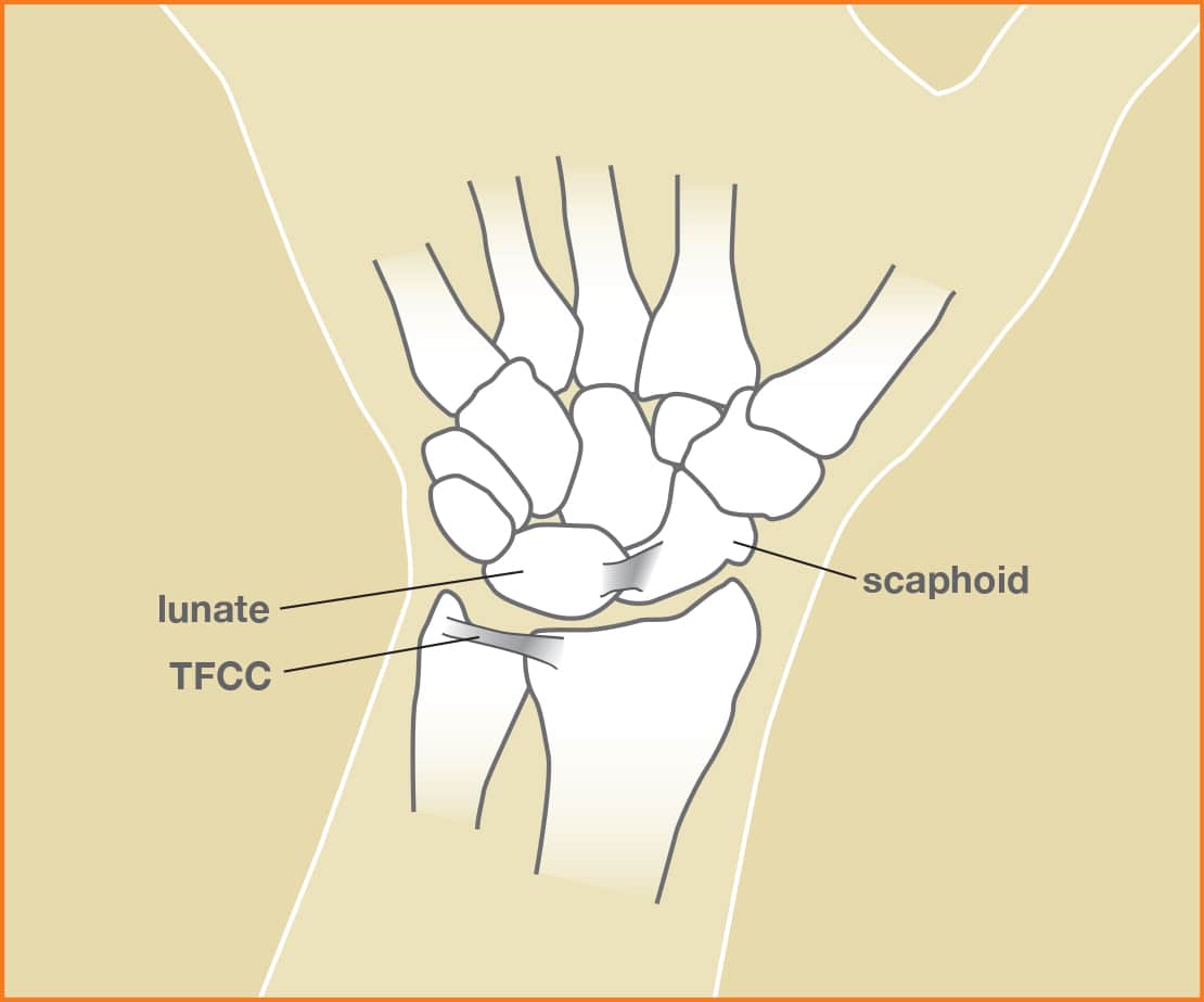 fibrocartilage location